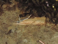Agriphila brioniellus