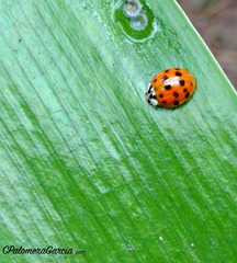 Harmonia axyridis