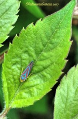 Graphocephala idonea