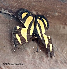 Baeotis zonata zonata