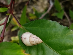 Drymaeus interpunctus