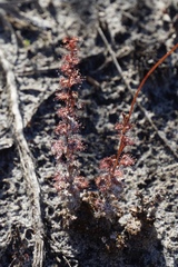 Drosera platypoda