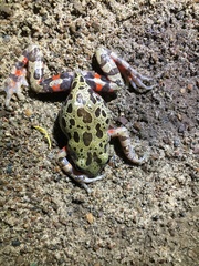 Hylambates maculatus