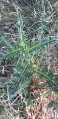 Sonchus asper glaucescens