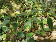 Peponidium celastroides