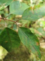 Peponidium celastroides