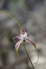 Caladenia serotina