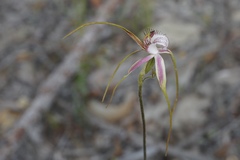 Caladenia serotina