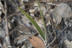 Caladenia serotina