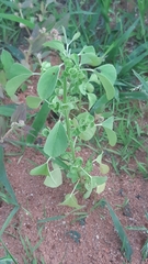 Acalypha indica