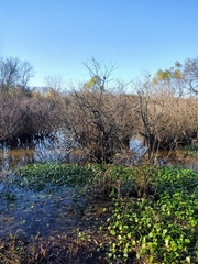 Hydrocotyle ranunculoides