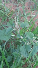 Acalypha indica