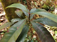 Ixora pudica