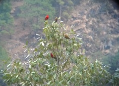 Carpodacus sipahi