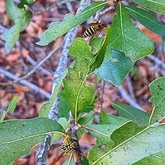 Vespula squamosa
