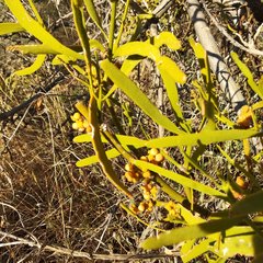Phoradendron carneum
