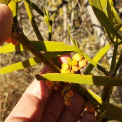Phoradendron carneum