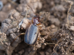 Cymindis lineola