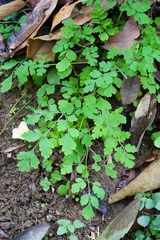 Corydalis edulis