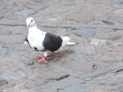 Columba livia