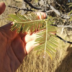 Vachellia pennatula