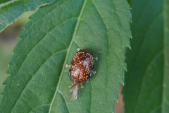 Asiophrida scaphoides