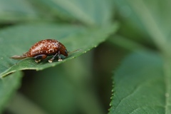 Asiophrida scaphoides