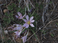 Colchicum cupanii