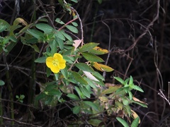 Ludwigia peruviana image
