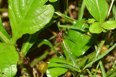 Alpaida leucogramma