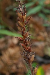 Goodyera rubicunda