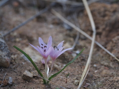 Colchicum cupanii