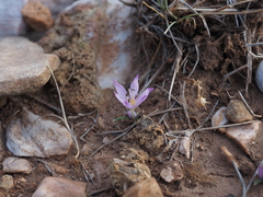 Colchicum cupanii