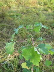 Xanthium orientale riparium