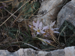 Colchicum cupanii