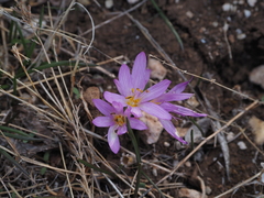 Colchicum cupanii
