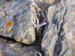 Colchicum cupanii