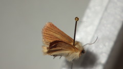 Denticucullus pygmina