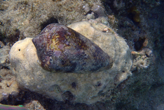 Conus textile neovicarius