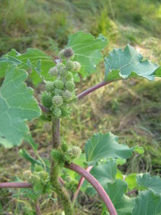 Xanthium orientale riparium
