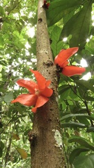 Heisteria cauliflora