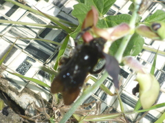 Bombus mexicanus