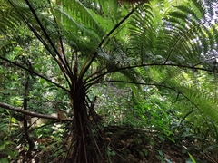 Cyathea sechellarum