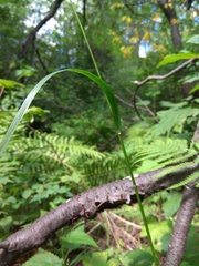 Festuca extremiorientalis