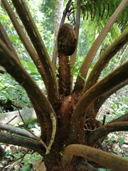 Cyathea sechellarum