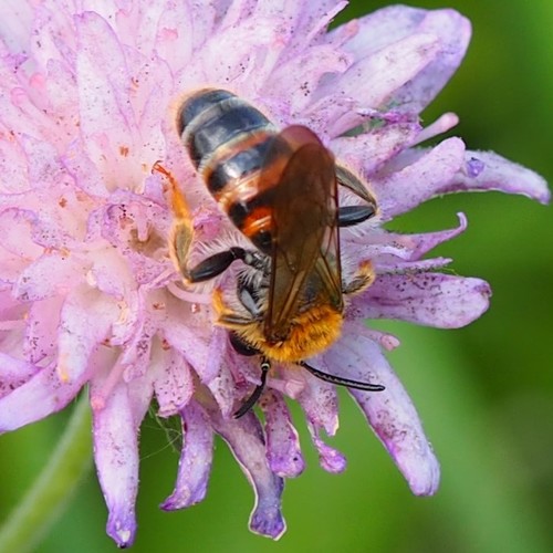 Buožaininė Smėliabitė nuotrauka