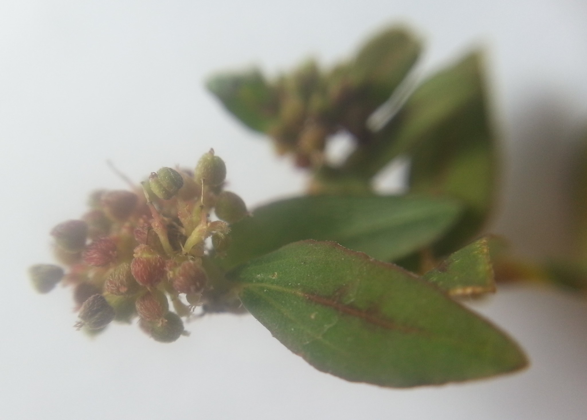 Euphorbia ophthalmica image