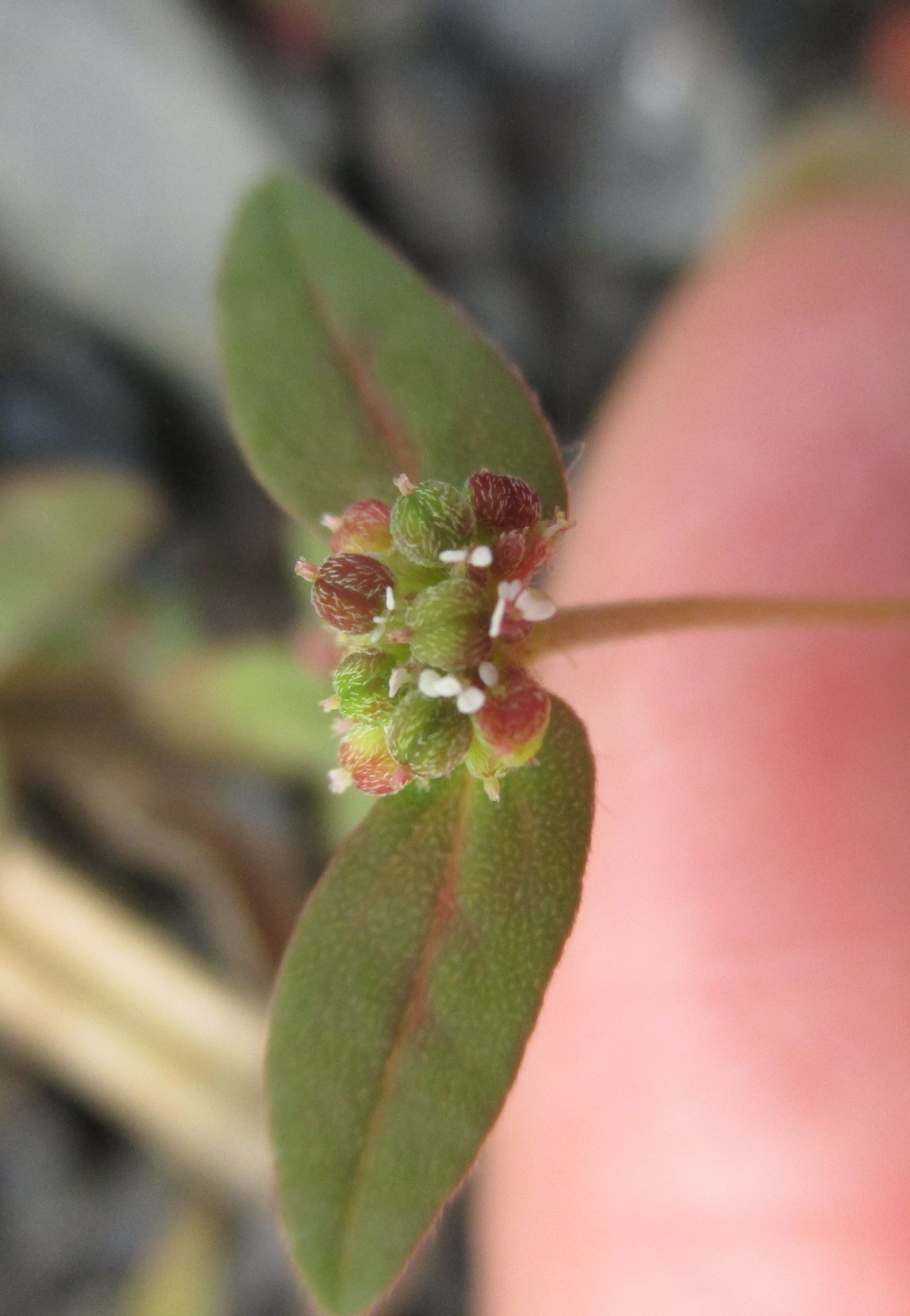 Euphorbia image