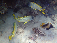 Plectorhinchus gaterinus