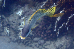 Plectorhinchus gaterinus